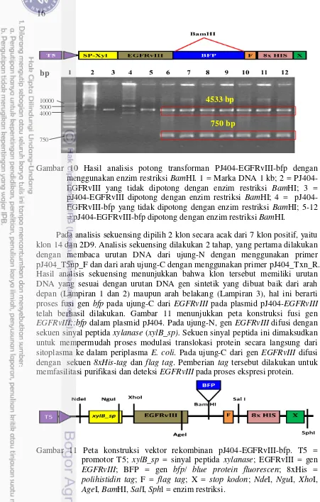 Gambar 10 Hasil analisis potong transforman PJ404-EGFRvIII-bfp dengan 