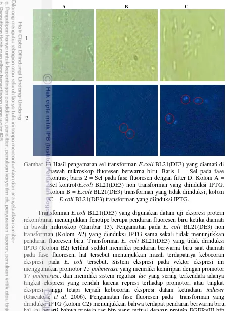 Gambar 13 Hasil pengamatan sel transforman E.coli BL21(DE3) yang diamati di 