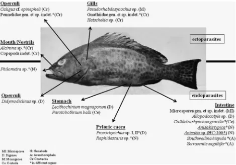 Fig. 1. ‘The grouper habitat’. Given are all isolated parasite species/taxa from the investigated Epinephelus areolatus from Indonesianwaters