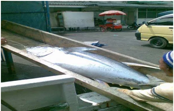 Gambar 16. Contoh penyimpangan dalam proses pengangkutan ikan tuna 