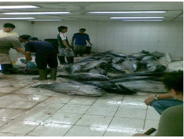 Gambar 17. Kondisi tempat transit ikan tuna 