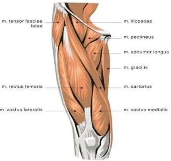 Gambar 2.3  Grup otot quadriceps femoris Sumber : Watson, 2002 