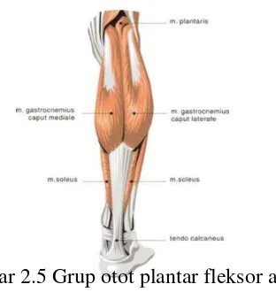 Gambar 2.5 Grup otot plantar fleksor ankle 