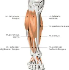 Gambar 2.6 Grup otot dorsi fleksor ankle 