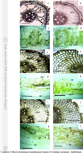 Gambar 6 Hasil pengujian kandungan logam Cd dalam jaringan  tumbuhan. Akumulasi logam Cd dalam akar P