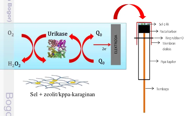 Gambar 3 Mekanisme pendeteksian biosensor asam urat 