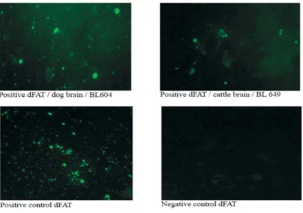 Figure 2.   Electrophoresis result of  PCR products.  M = DNA ladder 100bp (Marker),  (+) = positivecontrol,  (-) = negative control, and  lanes 1-12 =  Bali’s isolates