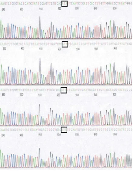 Figure 3. Electropherogram of direct sequencing result of PCR products. Three nucleotides atposition 922 (A), 923 (T) and 924 (A) in box  show codon for Isoleucine (I) at position 308of N gene of Bali’s isolates.