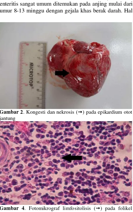 Gambar 5 . Fotomikrograf intranuclear inclusion bodies () pada miokardium jantung, 400 X