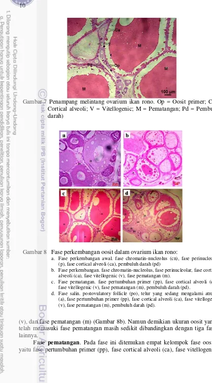 Gambar 8 Fase perkembangan oosit dalam ovarium ikan rono: 