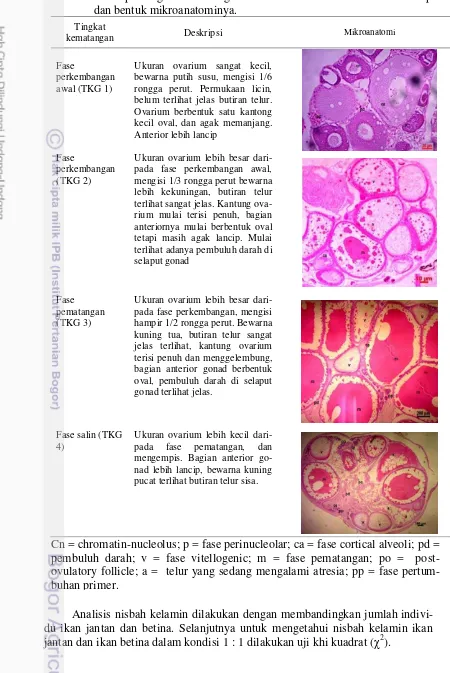 Tabel 6  Deskripsi tingkat kematangan ovarium ikan rono secara makroskopis dan bentuk mikroanatominya