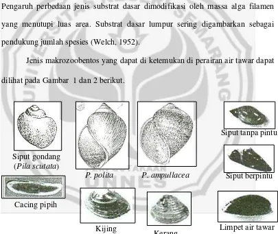 Gambar 1.  Beberapa contoh makrozoobentos kelompok Gastropoda (Sumber: Pratiwi dkk, 2004) 