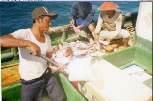 Gambar 7  Perendaman ikan di air dingin dalam blong di kapal CV. Bahari 