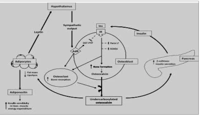 Gambar 2.2 Hubungan remodeling tulang, homeostasis glukosa, lipid dan metabolisme energi 