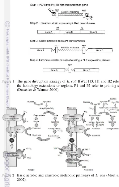 Figure 1  The gene distruption strategy of E. coli BW25113. H1 and H2 refer to 