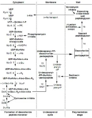 Figure 4 Peptidoglycan biosynthesis. The three stages (cytoplasmic, membrane bound, and wall bound) are separated by the dashed vertical lines