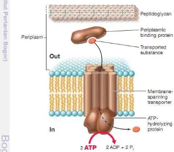 Figure 5  Mechanism of an ABC transporter. The periplasmic binding protein has high affinity or substrate, the membrane-spanning proteins form the transport channel, and the cytoplasmic ATP-hydrolyzing proteins supply the energy for the transport event (Ma