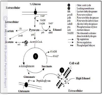 Figure  11 Schematic ilustration showing central carbon metabolism and 