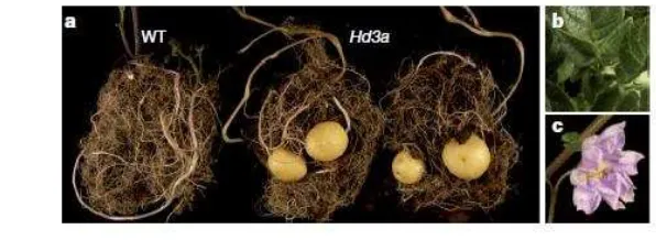 Gambar 1  Pengumbian dan pembungaan kentang cv. Andigena pada hari  panjang. a. Perakaran, b