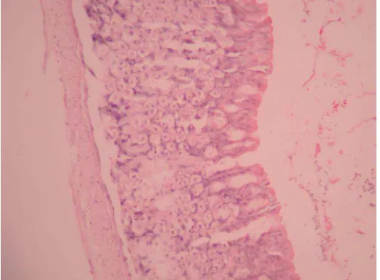 Gambar Mikroskopik Erosi Mukosa Gaster Mencit 