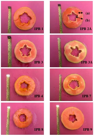 Gambar 1. Tebal Minimal Daging Buah (a), Tebal Maksimal Daging Buah (b) 