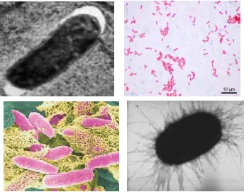 Gambar 3. Morfologi Escherichia coli  (Sumber. http://commons.wikimedia.org)        [30 April 2008]  