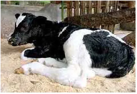Gambar 6. Anak sapi penelitian yang terkena diare 