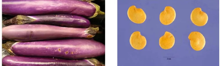Gambar 1. Solanum melongena L. (Anonim, 2012)