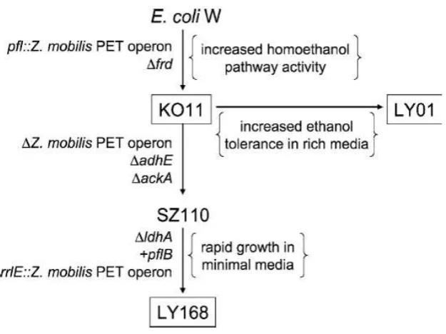 Gambar 1. Teknik dan evolusi metabolisme Escherichia coli. 