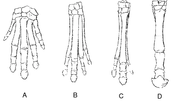Gambar 1 Proses evolusi kerangka ekstremitas pada skeleton manus  A. Ancestor, B. Eocene (Hyracotherium), C.Miocene Horse (Miohippus),           D