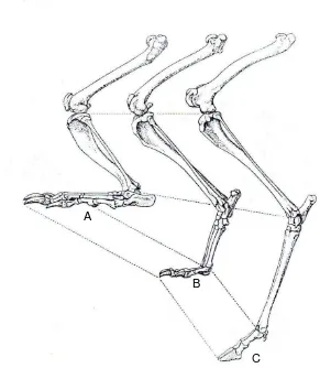 Gambar 4  Perbandingan panjang tungkai kaki belakang dari beberapa hewan A. Plantigradi, B