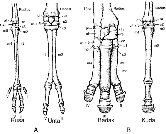 Gambar 5 Skeleton manus pada ordo Artiodactyla (A) dan Perissodactyla (B) 