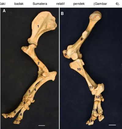 Gambar 6 Morfologi skelet tungkai kaki badak Sumatera, skelet ossa membri thoracici kiri tampak lateral (A), dan ossa membri pelvini kiri tampak lateral (B) 1