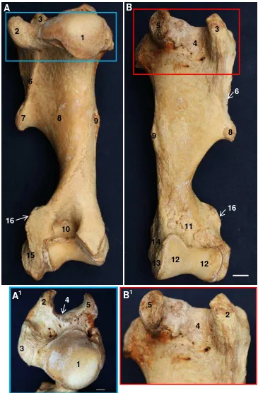 Gambar 8 Morfologi os humerus kiri badak Sumatera tampak dorsal (A) dan   