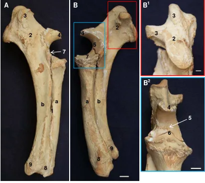 Gambar 9 Morfologi tulang-tulang penyusun skeleton antebrachiiB1  badak Sumatera tampak lateral (A) dan medial (B) Inset: olecranon tampak dorsal (B1) dan extremitas proximalis                    os radius tampak cranial (B2) a