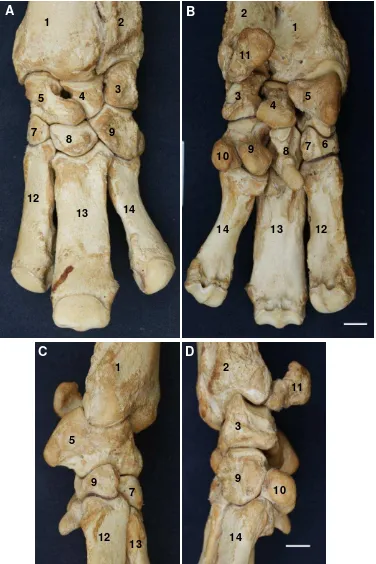 Gambar 10 Morfologi tulang-tulang penyusun B regio manus kiri badak Sumatera B1 tampak dorsal (A),volar (B), medial (C) dan lateral (D) 1