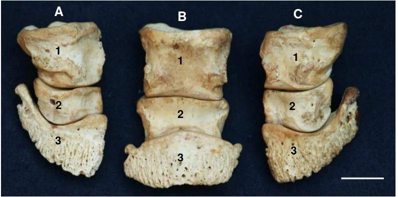 Gambar 11 Morfologi tulang-tulang penyusun ossa digitorum manus kiri badak Sumatera tampak dorsal 