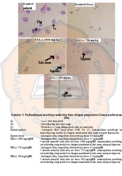 Gambar 5. Perbandingan morfologi makrofag tikus dengan pengecatan Giemsa perbesaran 