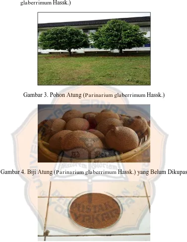 Gambar 3. Pohon Atung (Parinarium glaberrimum Hassk.) 
