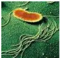 Gambar 2. Koloni bakteri  Pseudomonas 