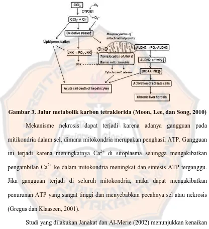 Gambar 3. Jalur metabolik karbon tetraklorida (Moon, Lee, dan Song, 2010)   