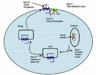 Gambar 6 Klasifikasi mutasi MC4R pada manusia (Tao 2005)