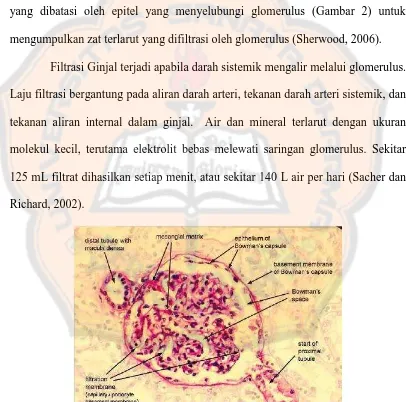 Gambar 2.  Foto mikroskopik glomerulus, kapsula Bowman, tubulus proksimal dan distal (SIU School of Medicine, 2005)