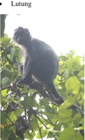 Gambar 2.6.13Lutung  (sumber : pribadi) 
