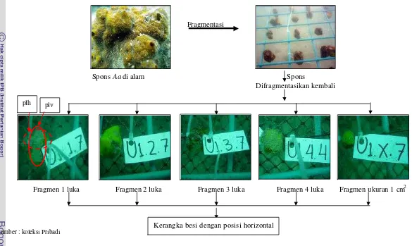 Gambar 7.  Prosedur fragmentasi spons Aa dengan lukaan