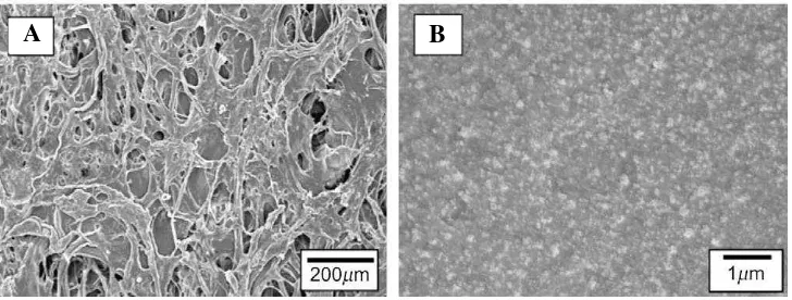 Gambar 5  Morfologi permukaan membran  kitosan-silika xerogel. a) Perbesaran 50x dan b) 10000x  (Lee et al
