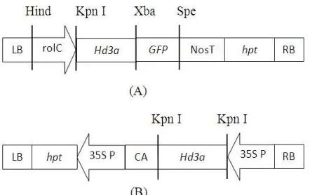 Gambar 3   Posisi gen Hd3a di dalam daerah T-DNA dari vektor ekspresi. (A)Daerah T-DNA dari p2K1-Hd3a (Tamaki et al