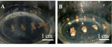 Gambar 5  Tahapan regenerasi tanaman kentang Jala Ipam transgenik. (A) Kalusbertunas, (B) tunas tumbuh menjadi tanaman utuh pada media MS2makro  yang  mengandung  antibiotik  higromisin,  (C)  tanamantransgenik untuk diaklimatisasi