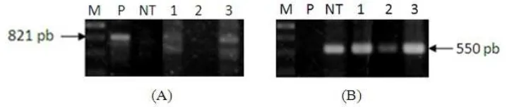 Gambar 8  Hasil analisis PCR DNA tanaman kentang Jala Ipam transgenik yangditrasformasi dengan p2K1-Hd3a