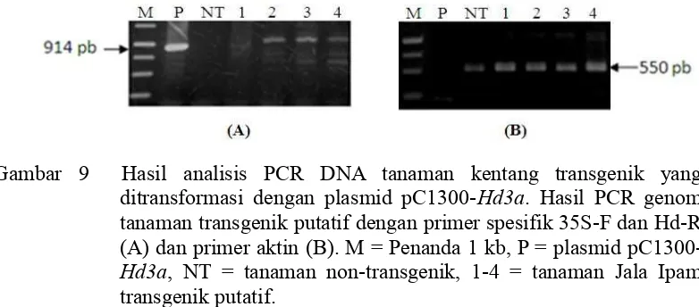 Gambar  9   Hasil  analisis  PCR  DNA  tanaman  kentang  transgenik  yang